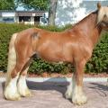 Etalon alezan (1)_003
