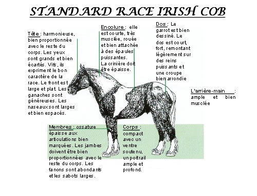 Standard irish cob 3